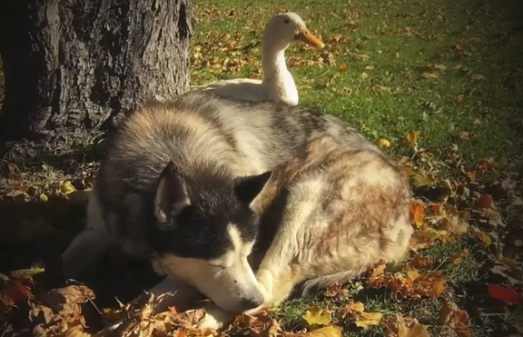 Невероятното приятелство между хъски и патица