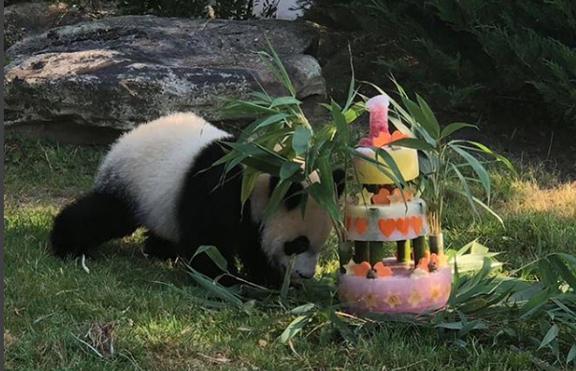 Първото френско бебе панда стана на 1 година