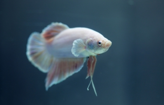 Преместването на новозакупени рибки в аквариума ти