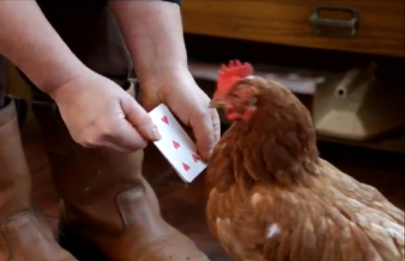 Британка научи кокошката си да брои до 7 (+видео)