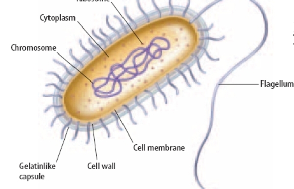 Клетъчна стена при бактериите