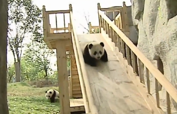 Колко забавна за пандите може да бъде една пързалка? (+видео)