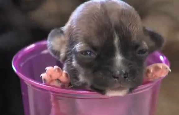 Вижте най-малкото кученце в света (+видео)