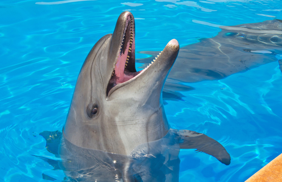 Интересни факти за делфините