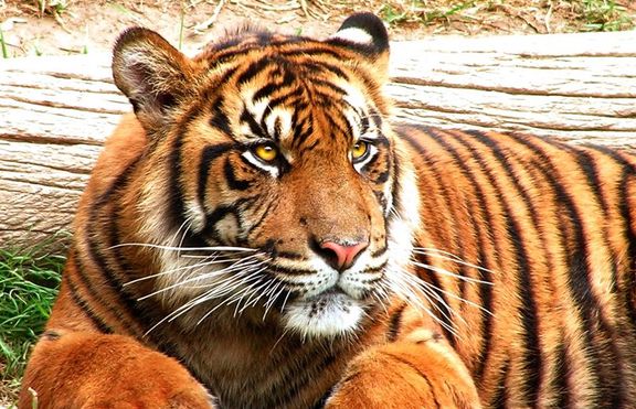 Тигрите – застрашени от изчезване след 20 години