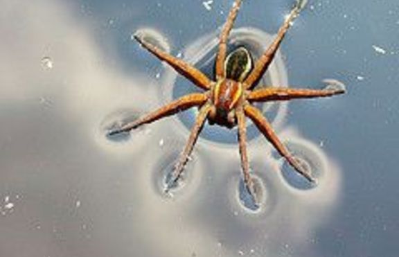 Женските водни паяци търсят романтични половинки