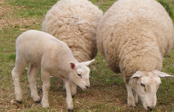 Оригването на овцете допринася за глобалното затопляне 