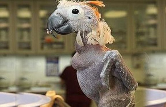 Запознайте се с Оскар - едно симпатично проскубано папагалче