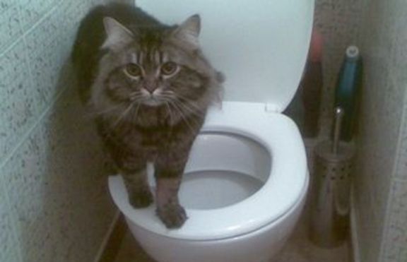 Домашна котка облекчава нуждите си в човешка тоалетна