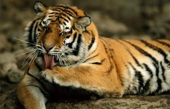 2010 е годината на тигъра според китайския зодиак
