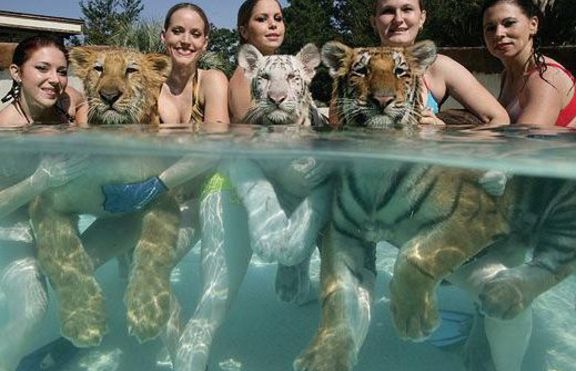 Трима души ще живеят заедно с 48 тигъра