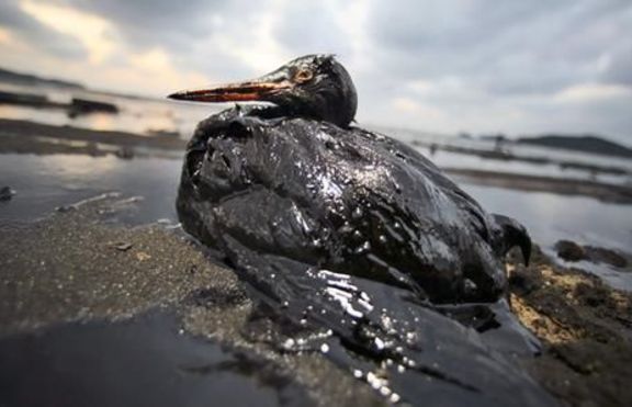 Перат морските птици, изцапани с нефт, в пералня
