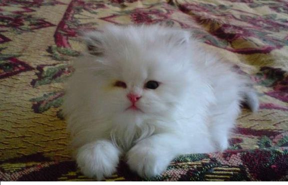 Персийско коте оцеля по чудо, след като бе изпрано в пералня