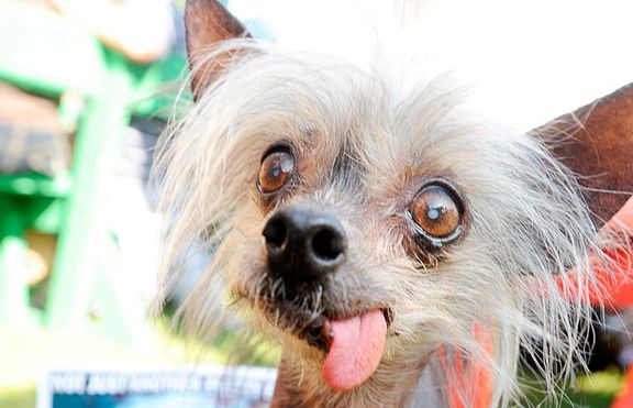 Най-грозното куче на света почина на 17-годишна възраст