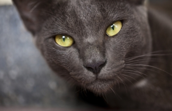 Синята руска котка – аристократичната порода