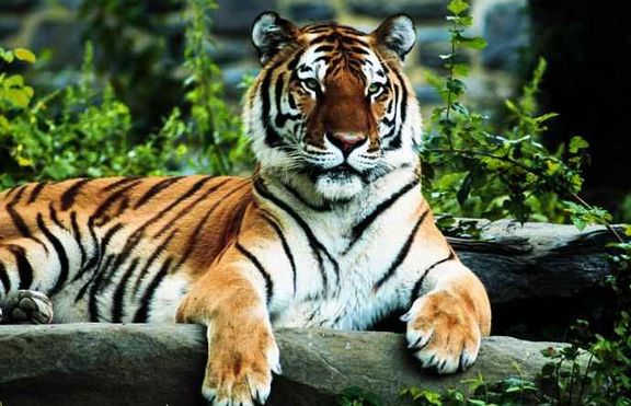Престани да бъдеш егоист, помогни на тигрите!