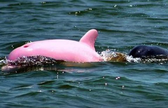 Розовите делфини не са близки с хората