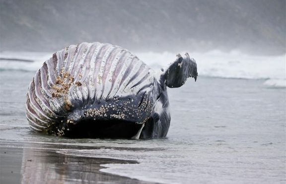Мъртъв кит- дробове пълни с петрол