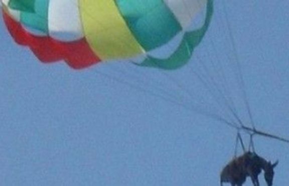 Магаре летя с парашут в южната част на Русия