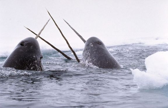 Нарвал - арктически зъбат кит