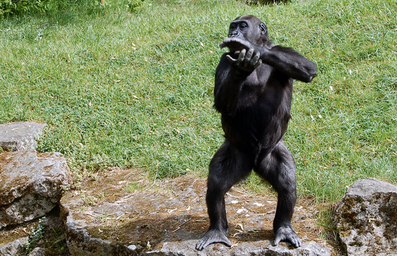 Каква е причината маймуните да се изправят на два крака?