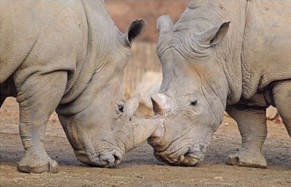 Зоопарк създаде специален апартамент за двойка влюбени носорози