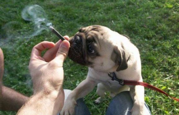 Китаец научи кучето си да пуши цигари 