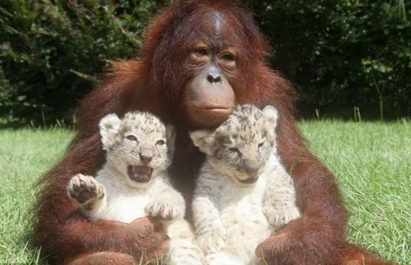 Орангутан осинови две малки лъвчета 