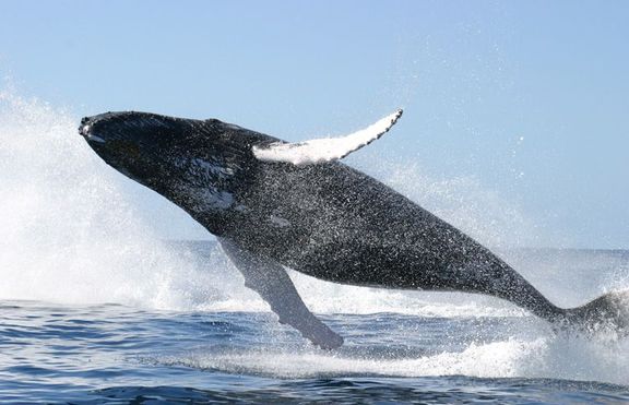 Австралийски тийнейджър обязди кит 
