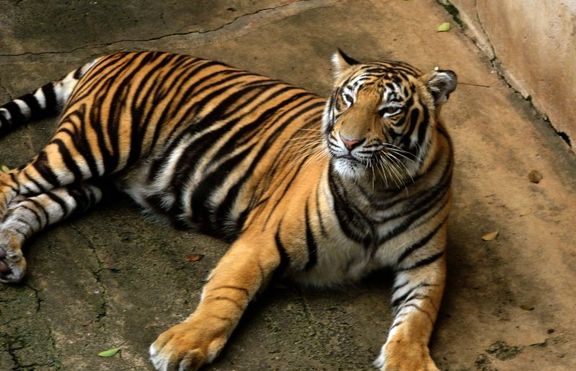 Тринадесет държави търсят решение на проблема с убиването на тигрите