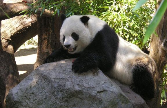 Учени от Китай с добра новина за пандите