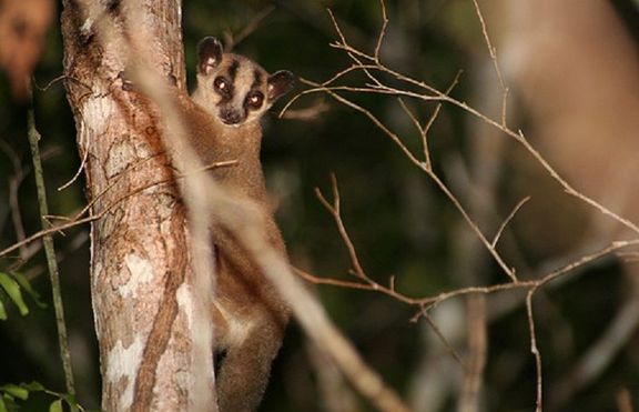 Открит е нов вид Лемур на остров Мадагаскар