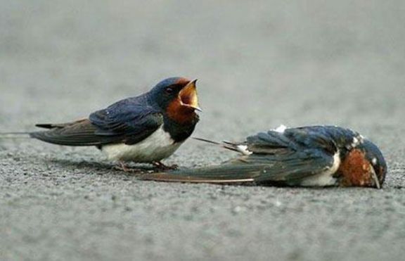 Историята на една истинска любов между.. две птички