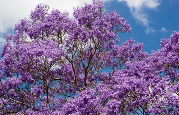Виолетова мечта: Дървото Джакаранда