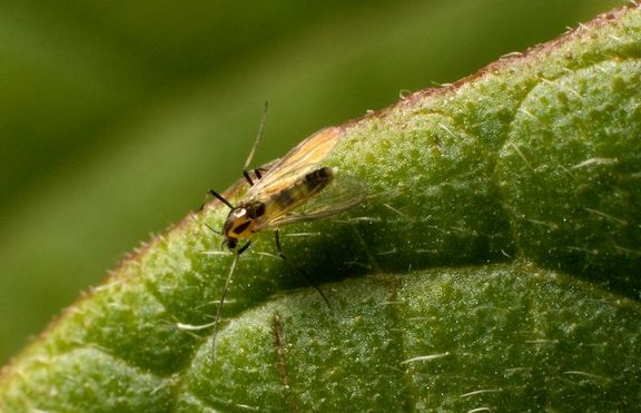 Добри новини за популациите на насекоми в Канада