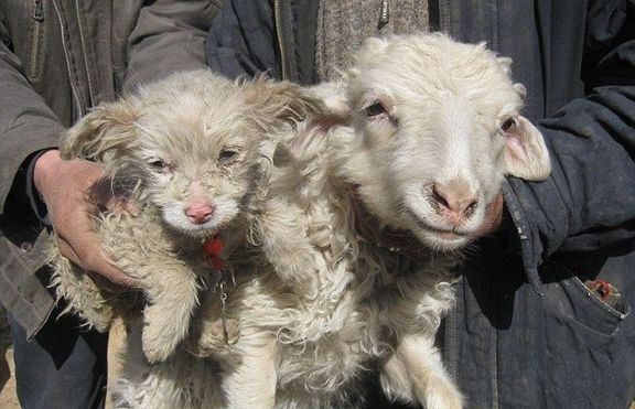Овца роди кученце (+снимки)
