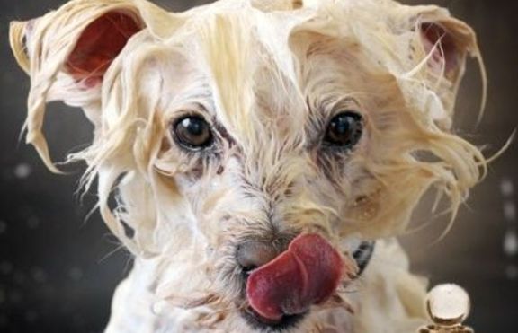 Парфюм с аромат на мокро куче – хит на пазара 