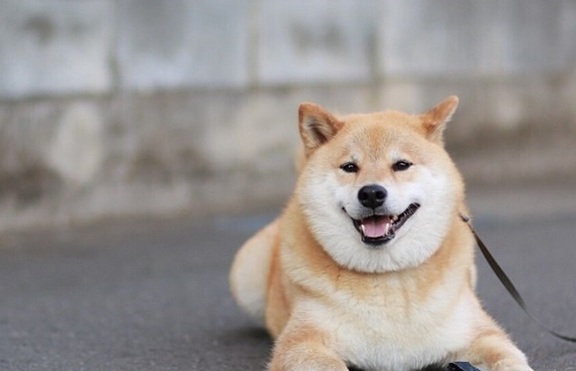 Къде живее най-усмихнатото куче в света? (+ снимки)
