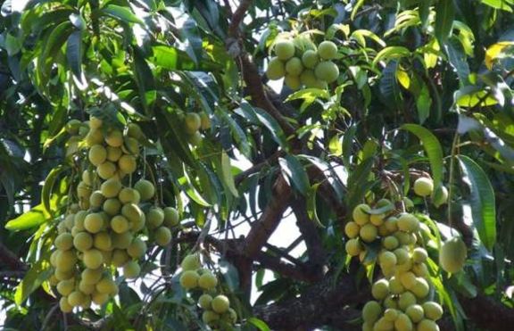 Един от най-полезните плодове - мангото