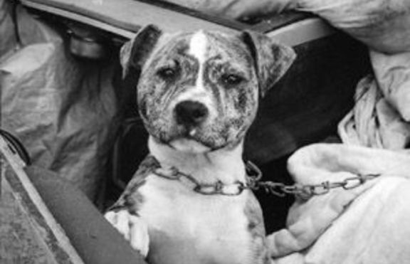 Равини осъдиха бездомно куче на смърт 