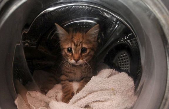 Коте оцеля след един час в пералнята 