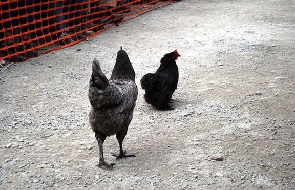 Състезание на кокошки се проведе в Англия (+снимки) 