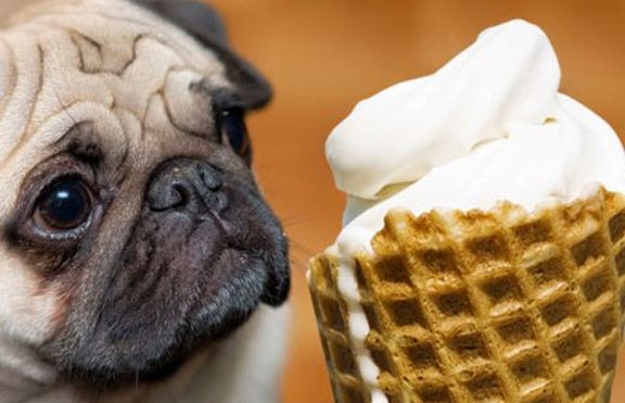 Създадоха сладолед, предназначен за алергични кучета