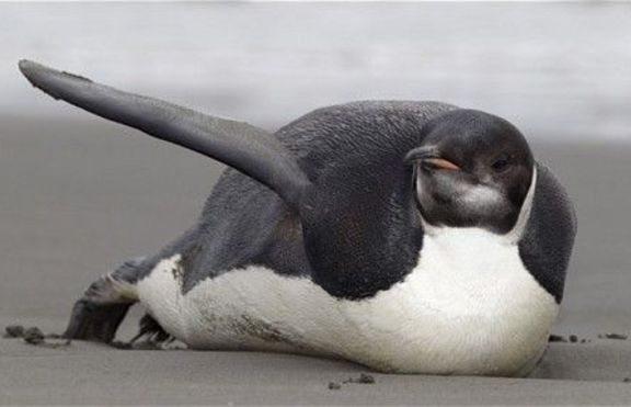 Изгубилият се в Нова Зеландия пингвин отплава към родината си 