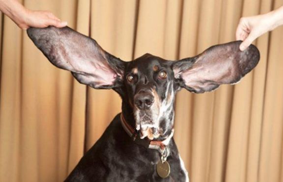 Вижте кучето с най-дългите уши в света (+ снимки)