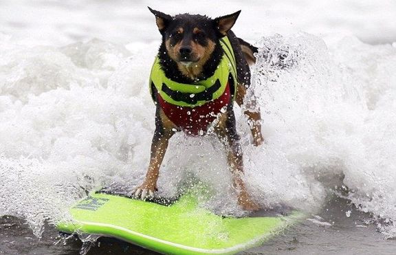 Кучета-сърфисти разпориха вълните край Калифорния (+снимки) 