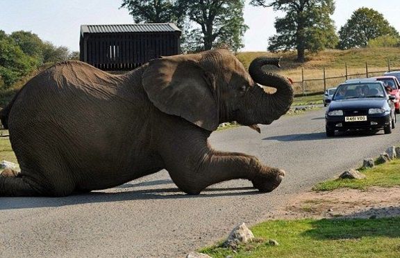 Полегнал на пътя слон блокира магистрала във Великобритания