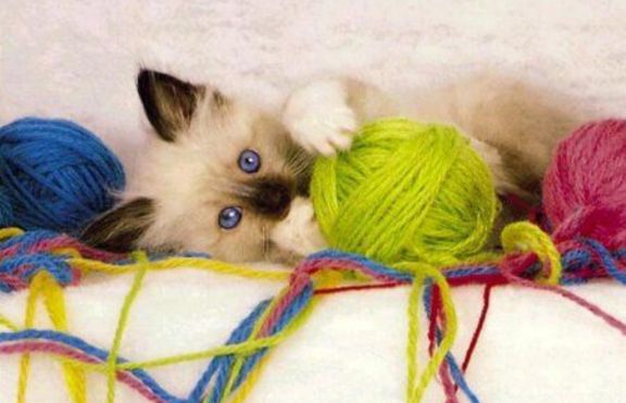 Вече може да си играеш с истинска котка през интернет