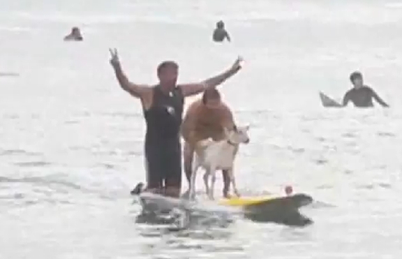 И козите подкараха сърф (+видео)