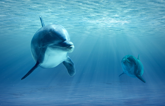 Доказано: Разговорите между делфините приличат на разговорите между двама души